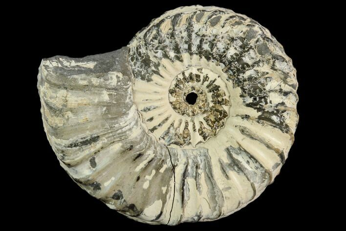 Ammonite (Pleuroceras) Fossil - Germany #125395